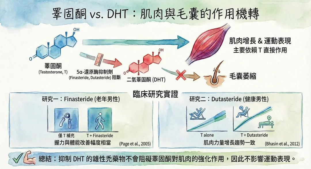 雄性禿藥物不影響運動表現